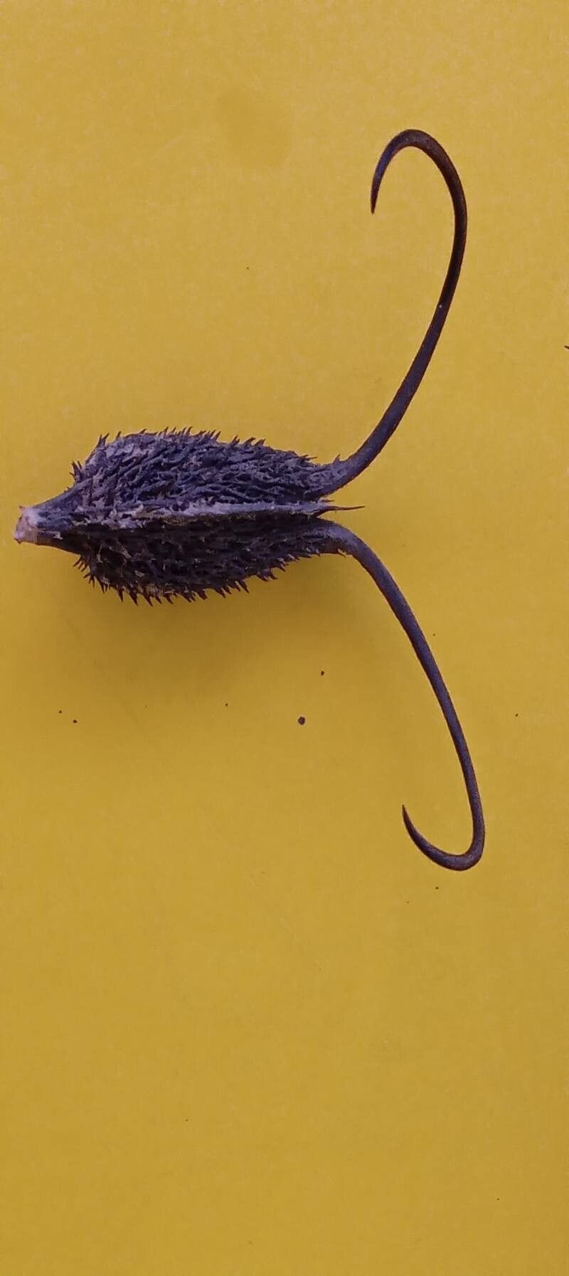 Ibicella lutea fruit