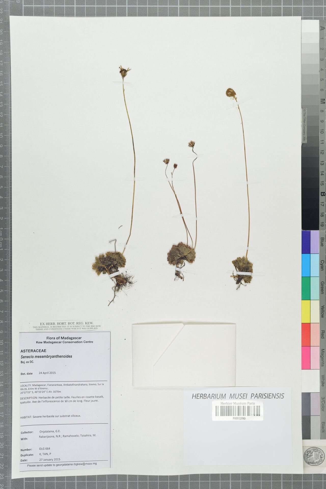 Senecio mesembryanthemoides — houseplant care guide