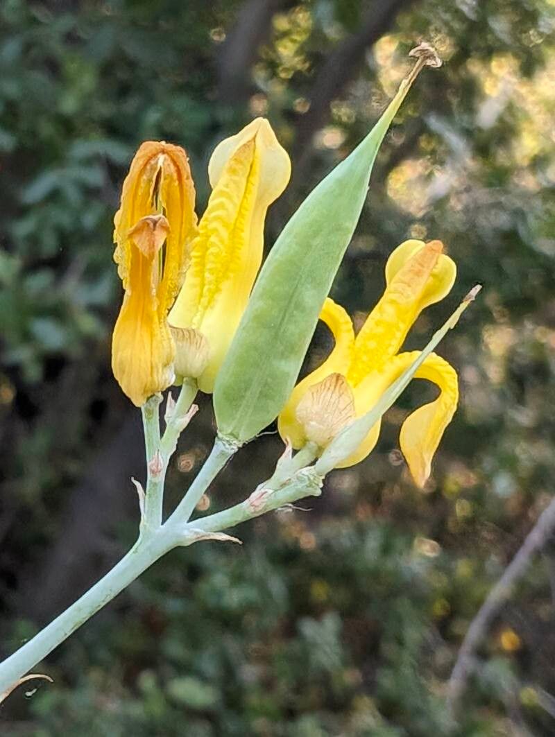 Ehrendorferia chrysantha fruit