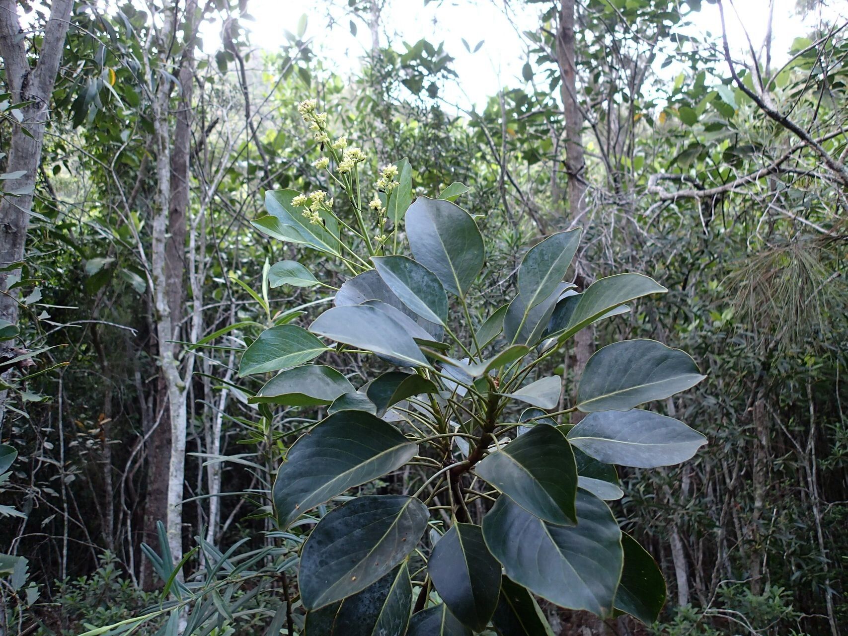 Polyscias scopoliae habit