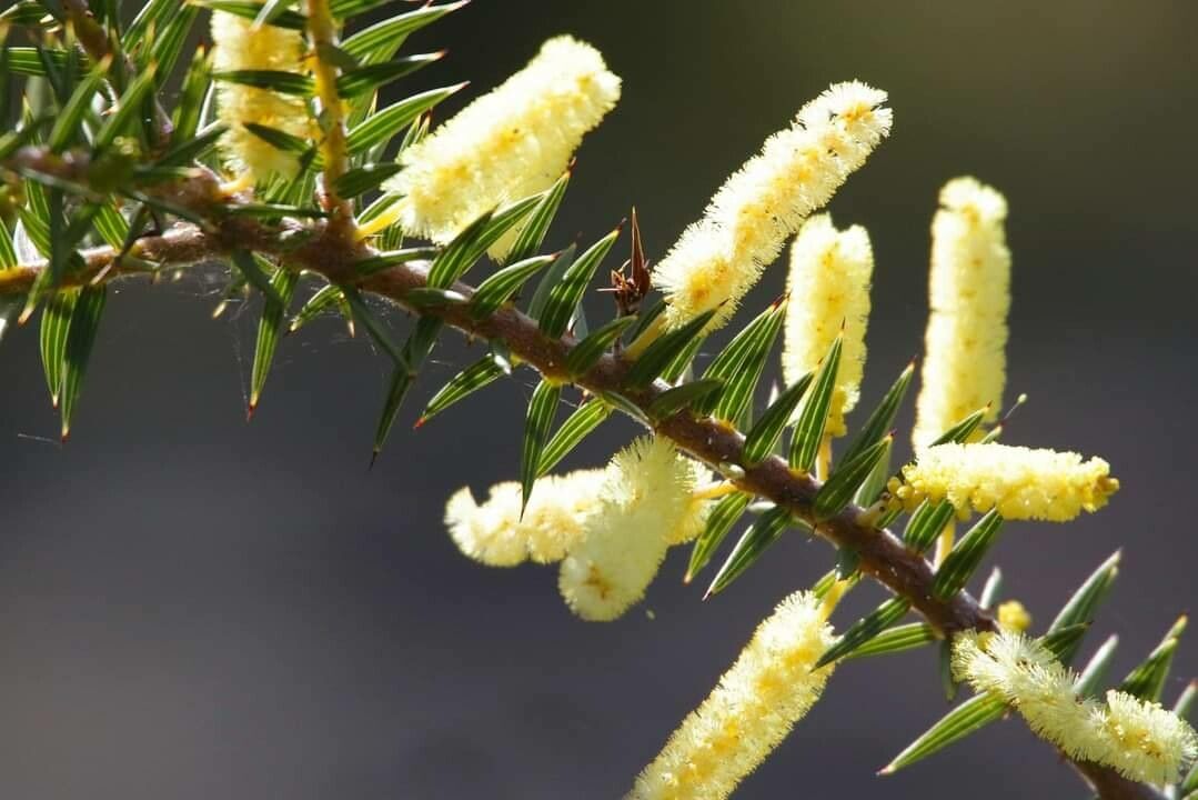 Acacia verticillata flower