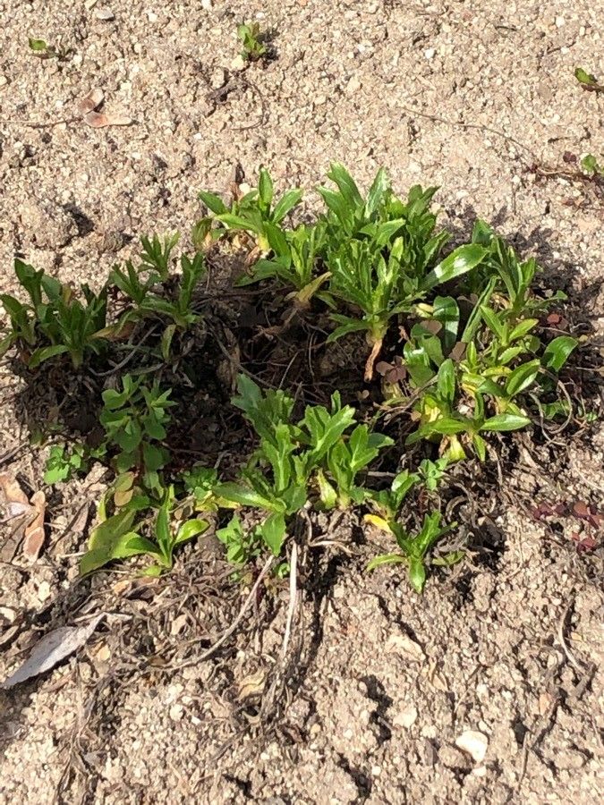 Eryngium amethystinum leaf