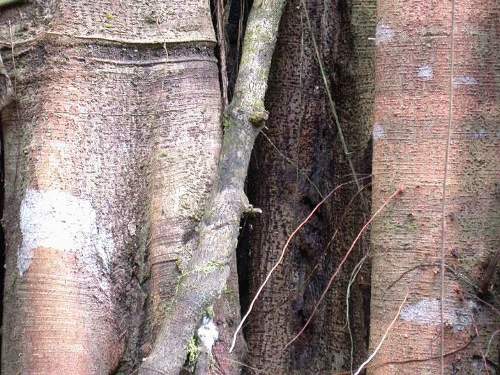 Ficus costaricana bark