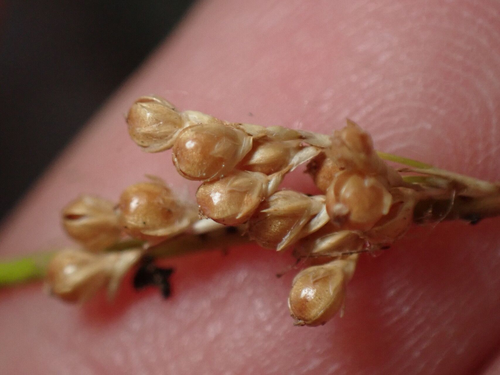 Juncus usitatus flower