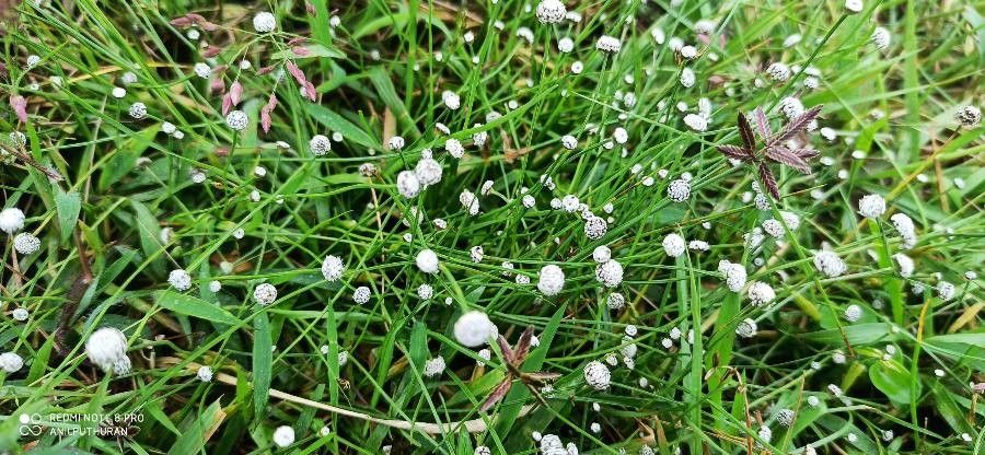 Eriocaulon aquaticum flower