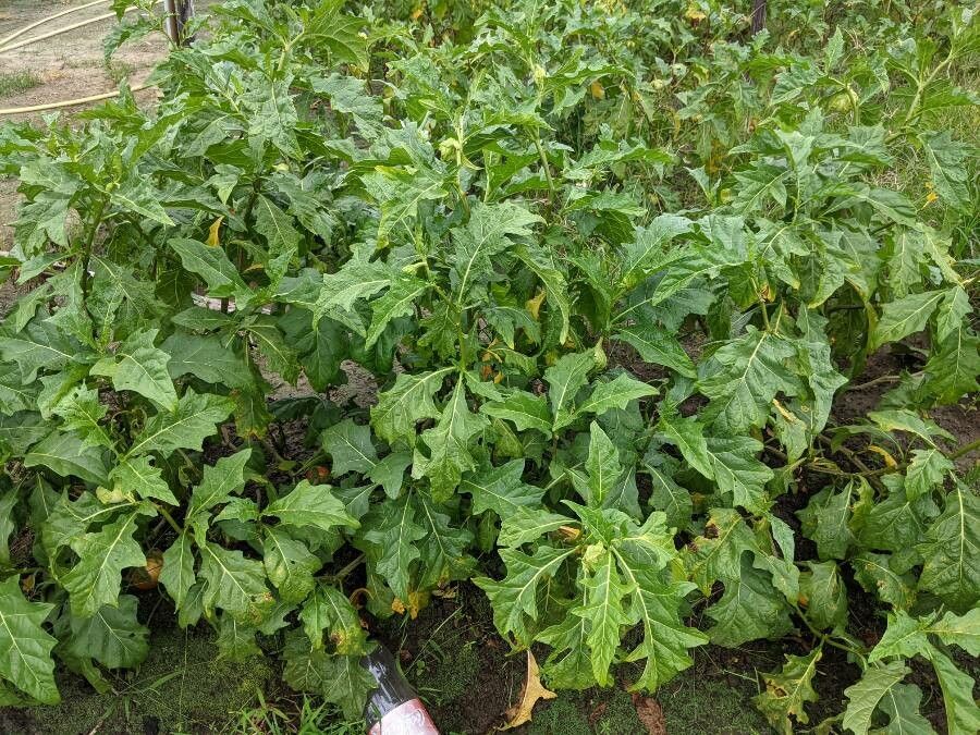 Solanum macrocarpon — search result for 'Central Africa to Southeast Asia'