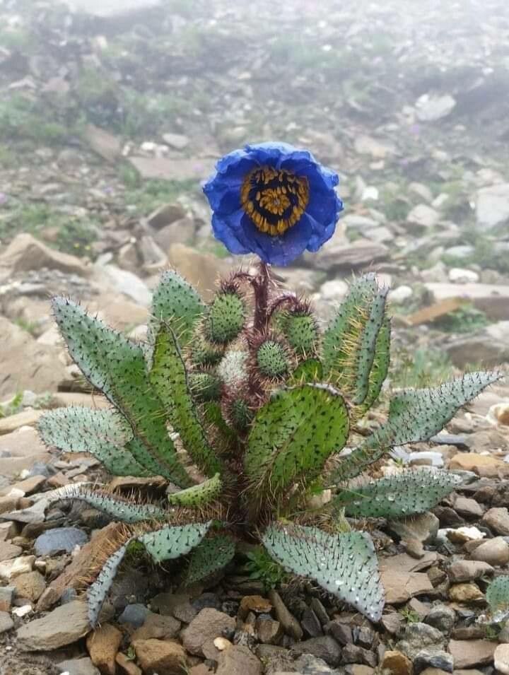 Papaver horridulum — search result for 'Papaver'