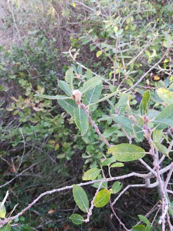 Salix pedicellata flower