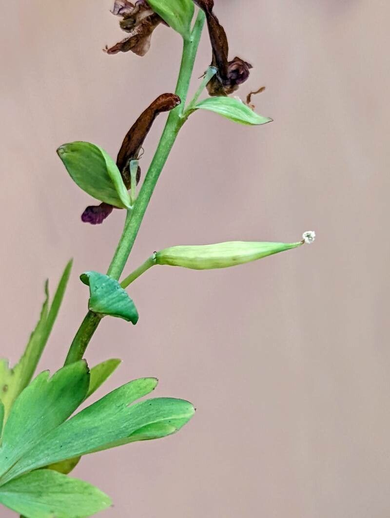 Corydalis cava fruit
