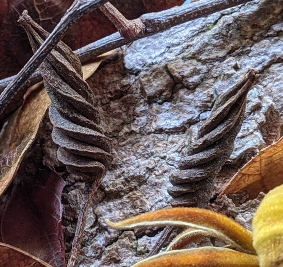 Helicteres guazumifolia fruit