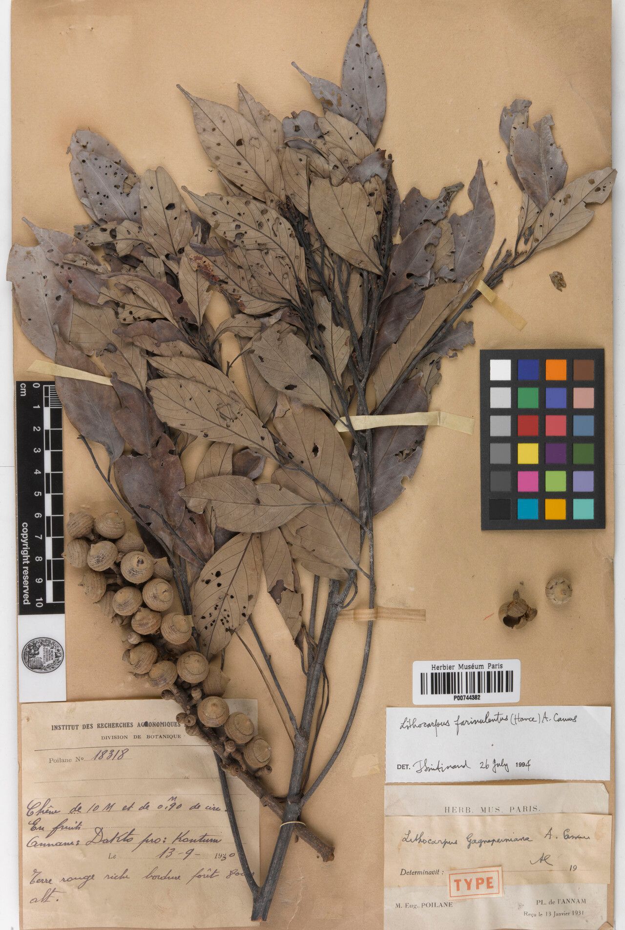 Lithocarpus pseudoreinwardtii — houseplant care guide