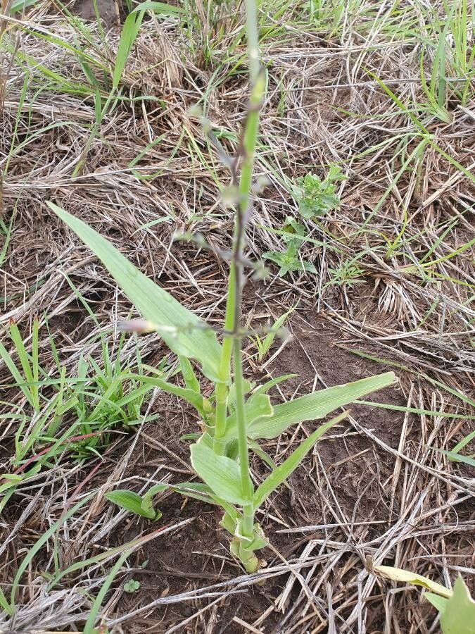 Aneilema hockii — houseplant care guide