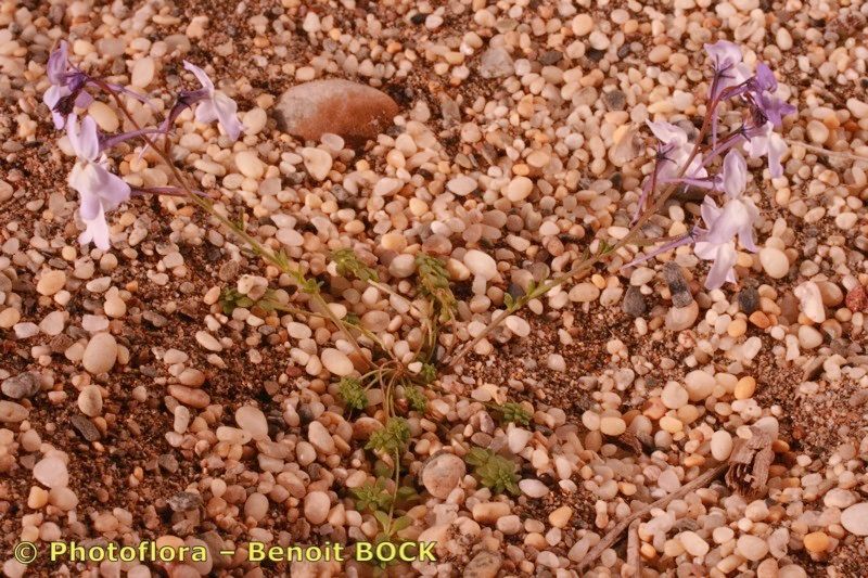 Linaria nigricans other