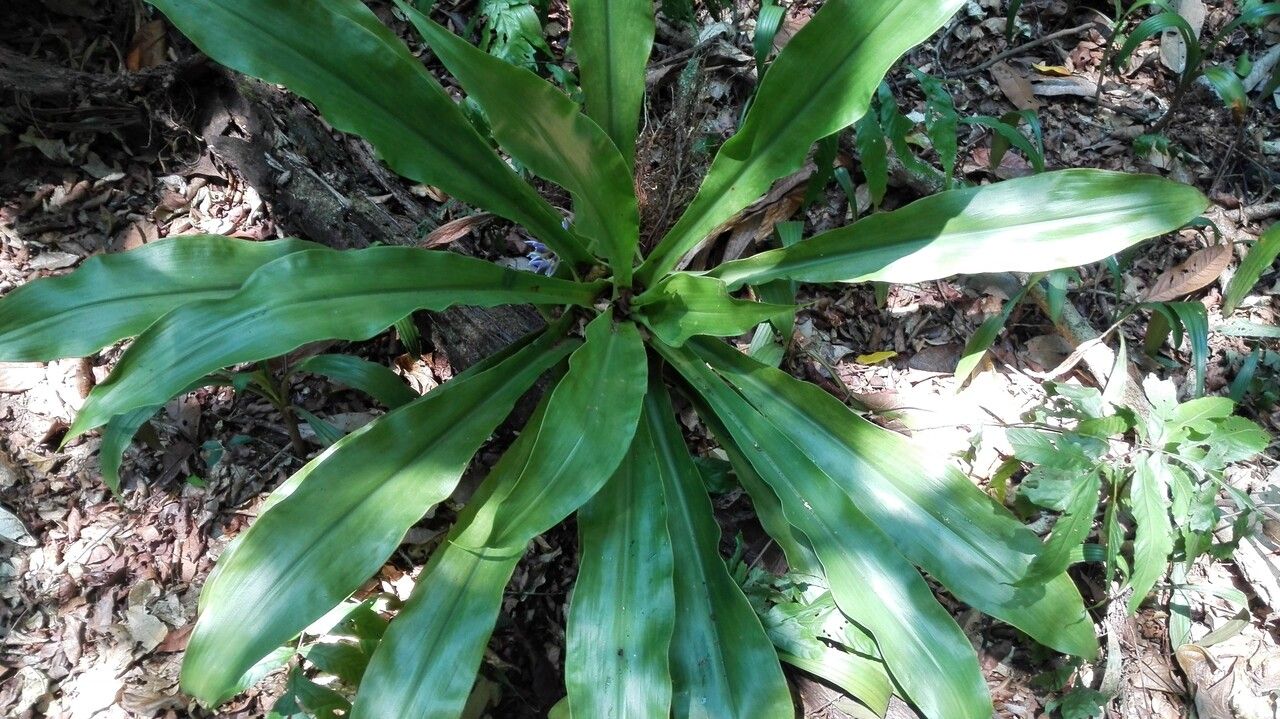 Cochliostema odoratissimum leaf