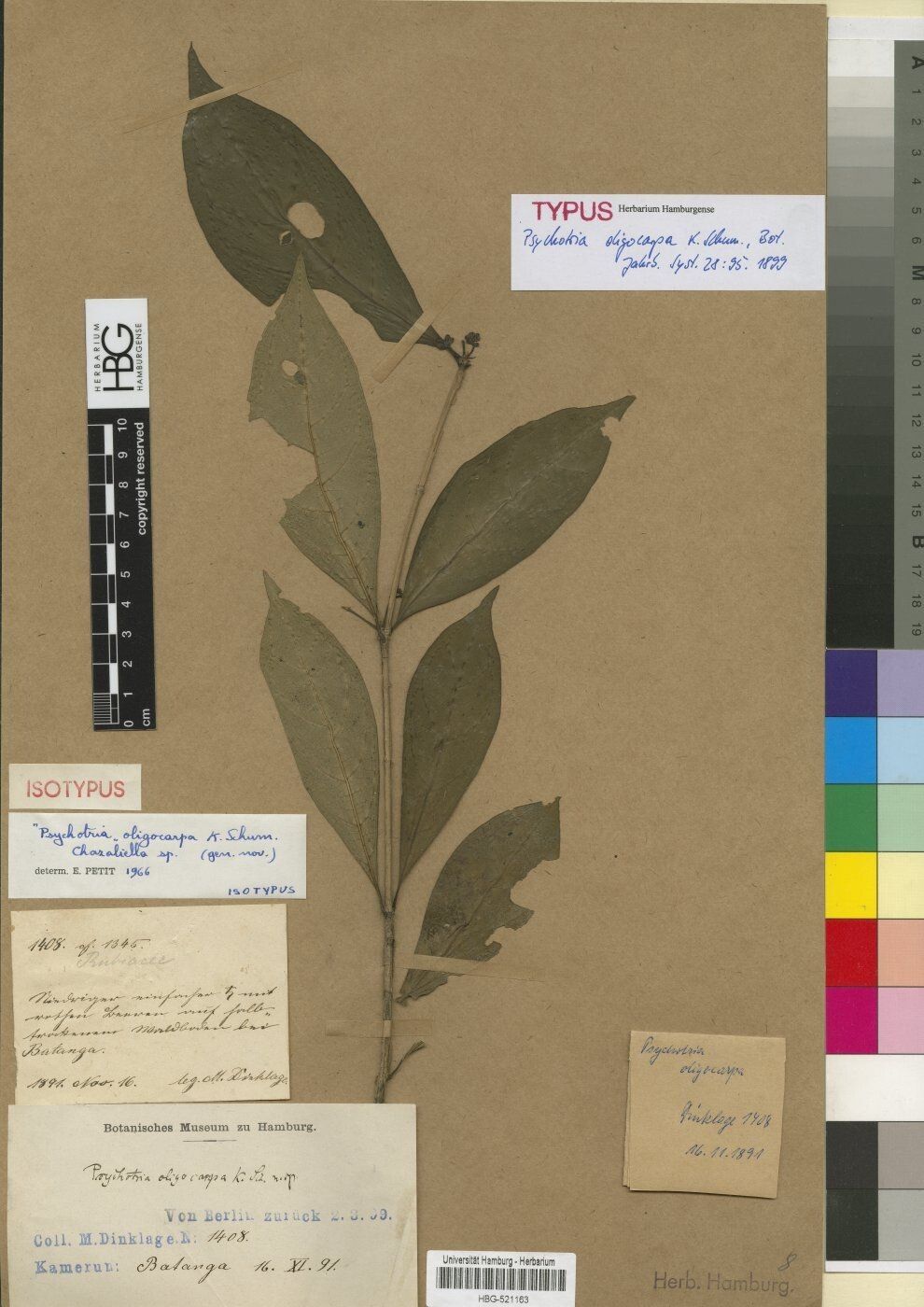 Psychotria oligocarpa — houseplant care guide