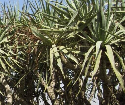 Dracaena caboverdeana — search result for 'Dracaena'