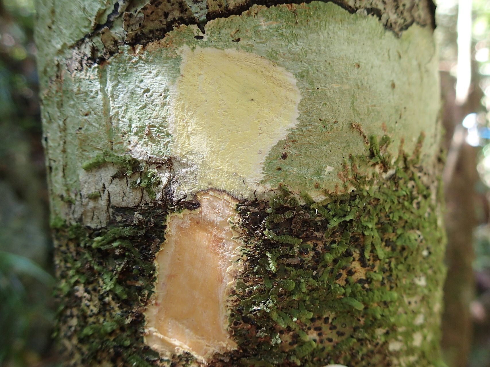 Homalium decurrens — houseplant care guide