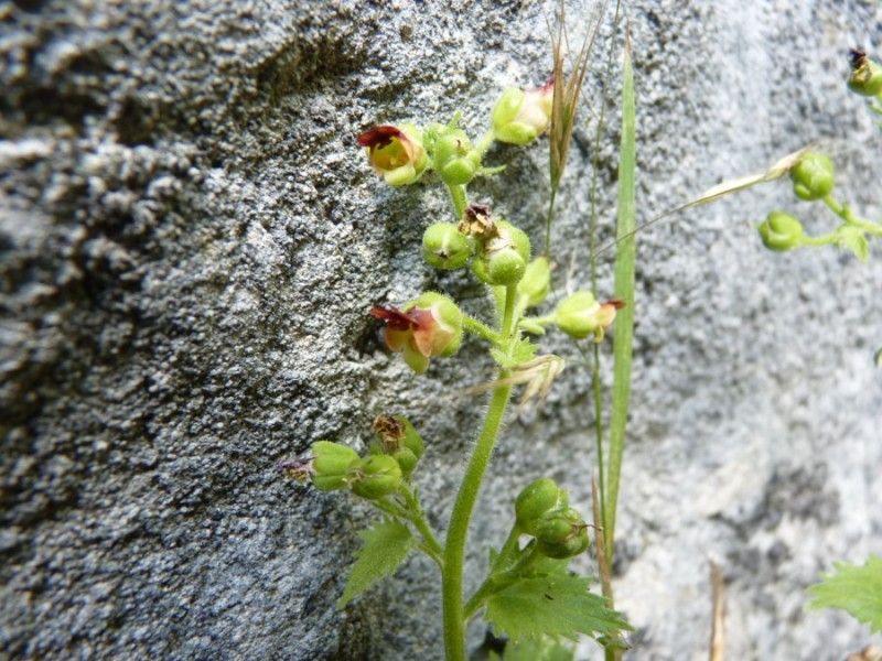 Scrophularia pyrenaica flower