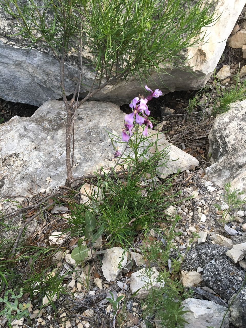 Streptanthus platycarpus — houseplant care guide