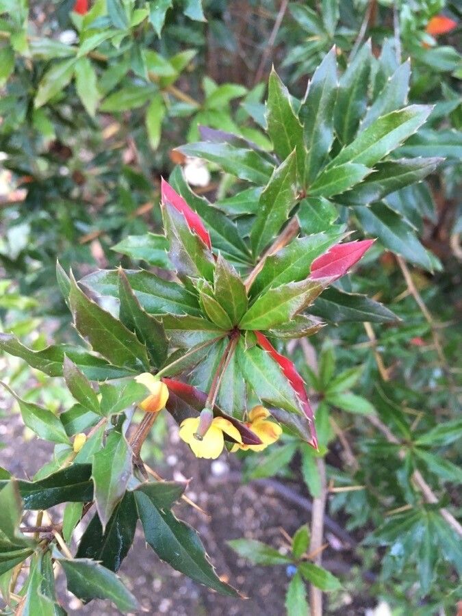 Berberis gagnepainii flower