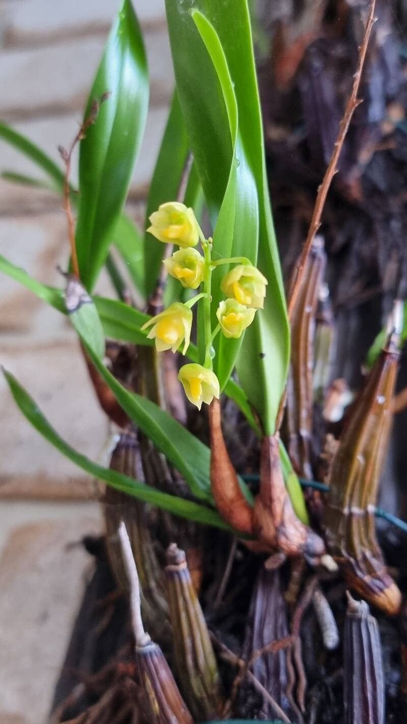 Cymbidium madidum flower