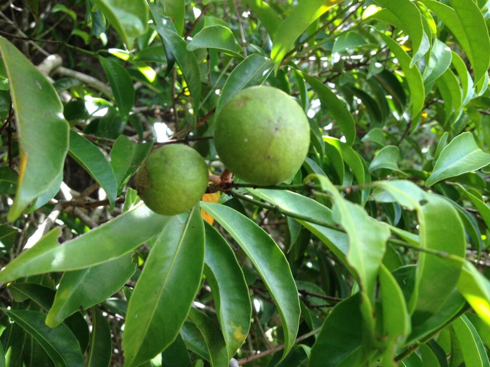 Salacia madagascariensis — houseplant care guide