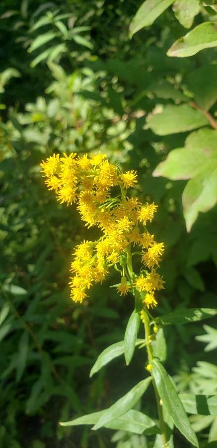 Solidago puberula flower