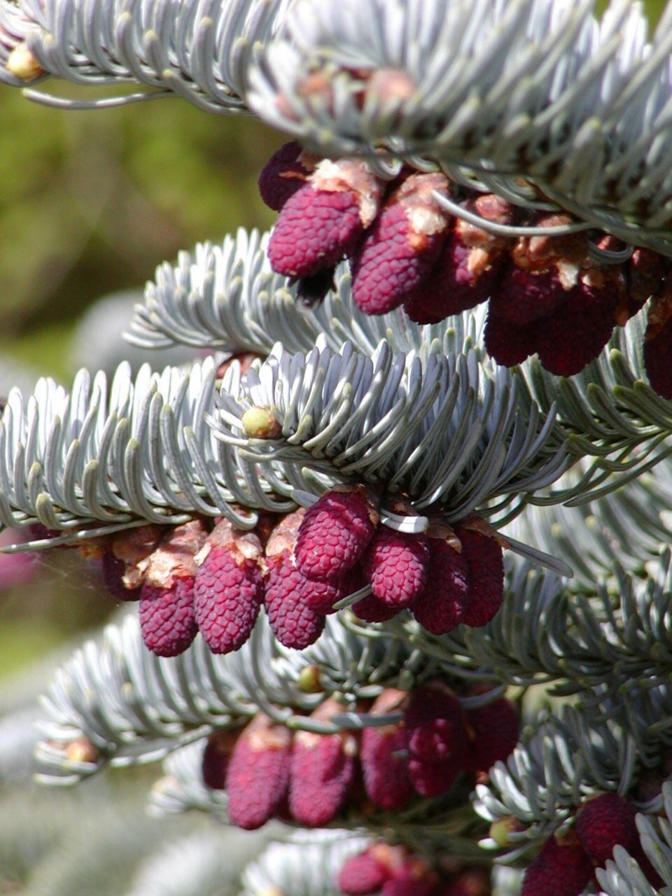 Abies procera flower