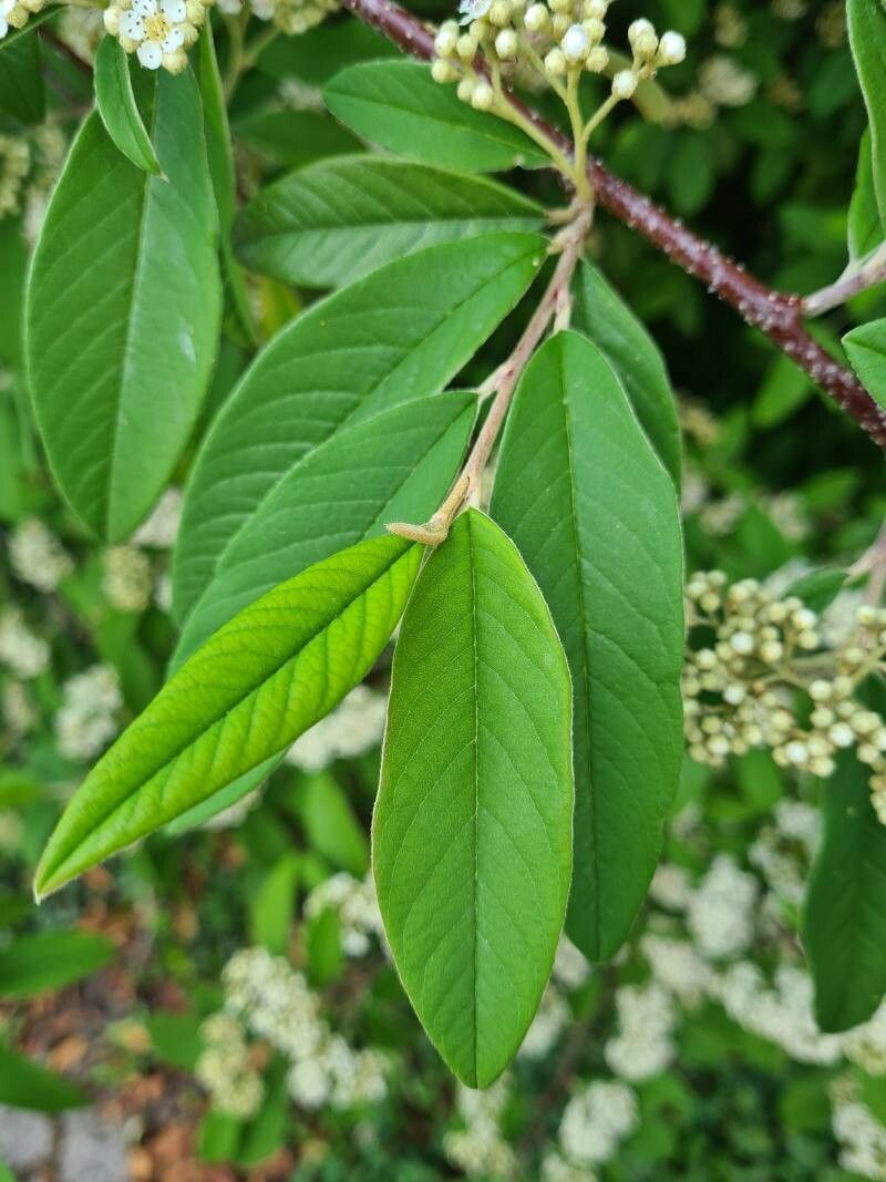 Cotoneaster frigidus flower