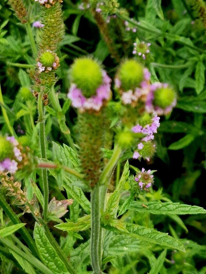 Verbena hispida fruit