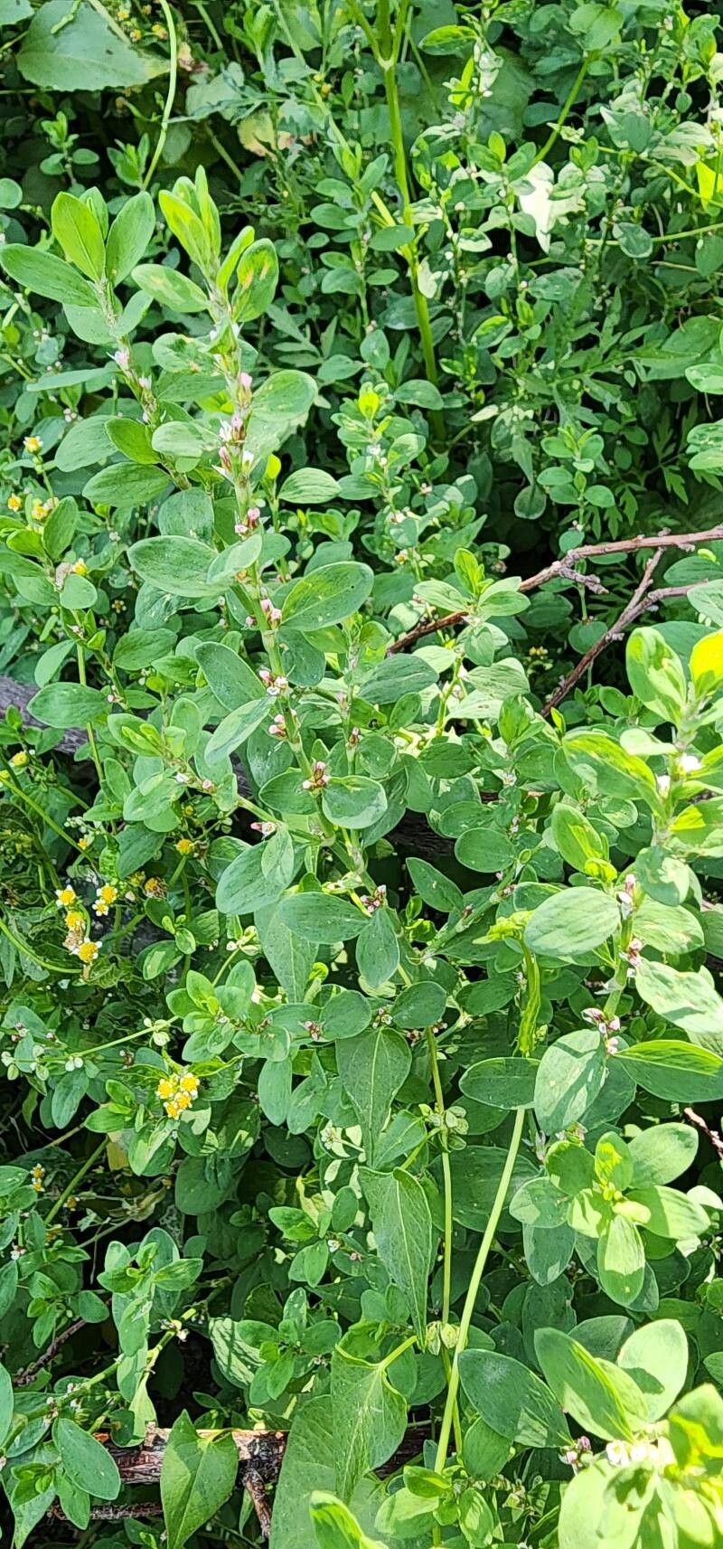 Polygonum patulum other