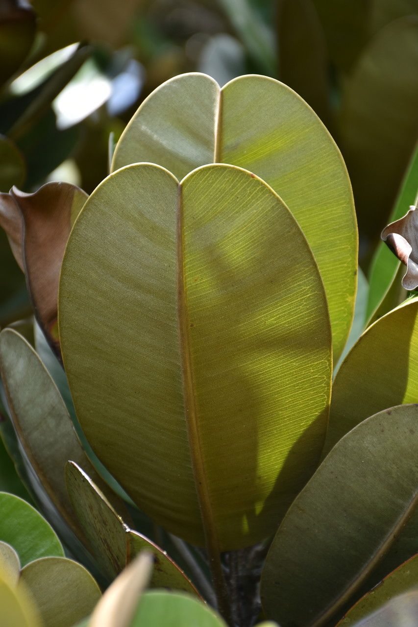 Labourdonnaisia glauca leaf