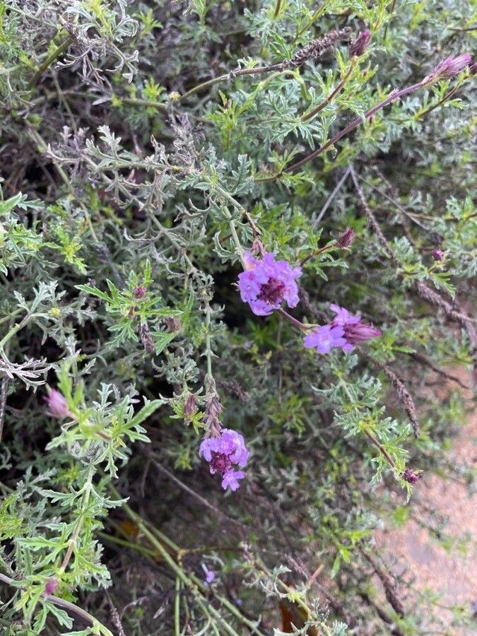 Glandularia tenera flower