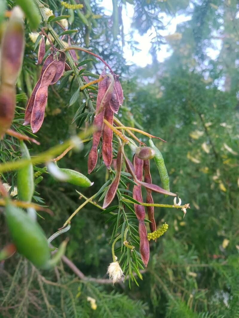 Acacia verticillata fruit