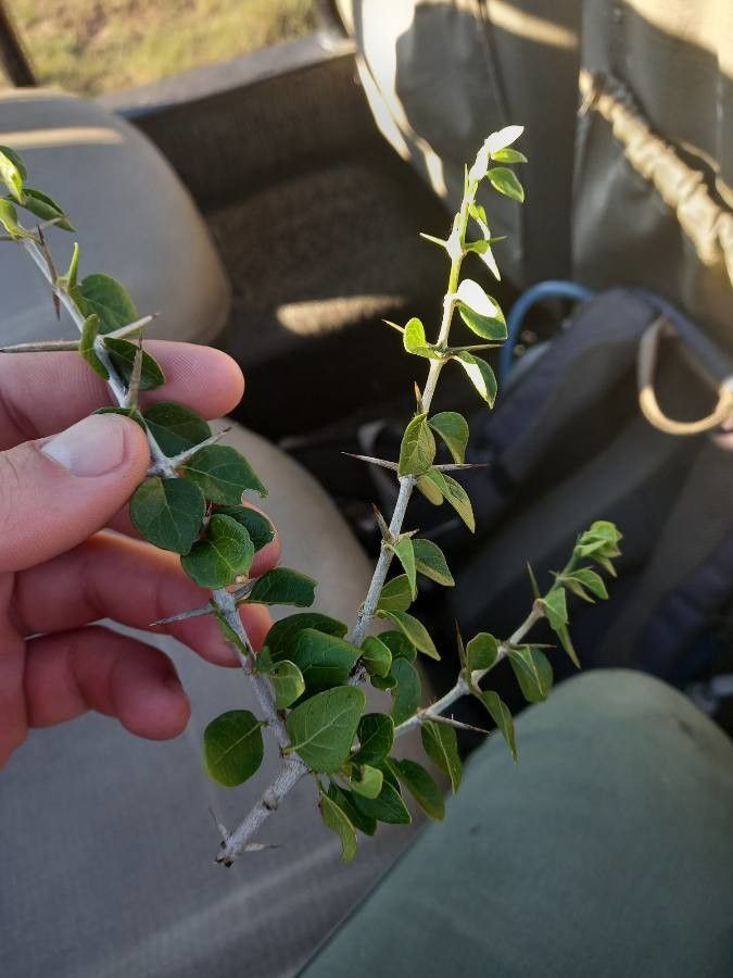 Canthium armatum — related species from the same genus