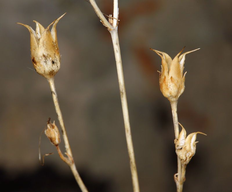 Penstemon scapoides fruit