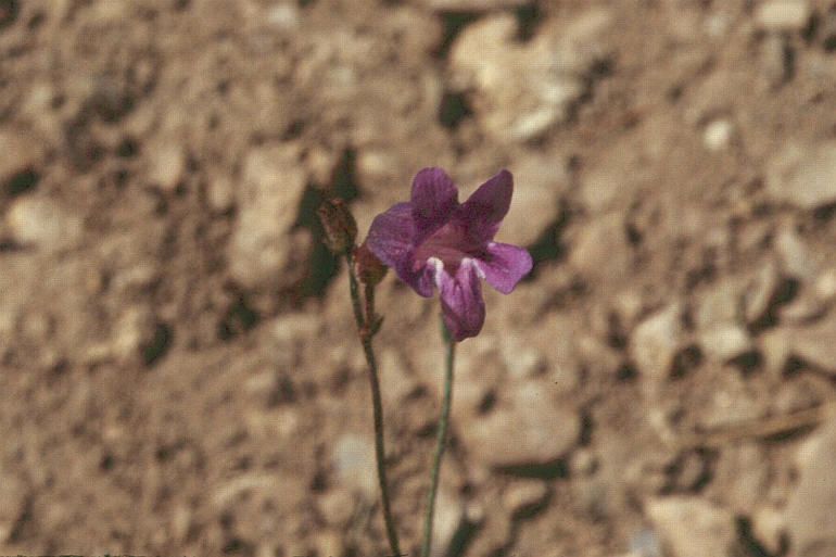 Penstemon scapoides habit