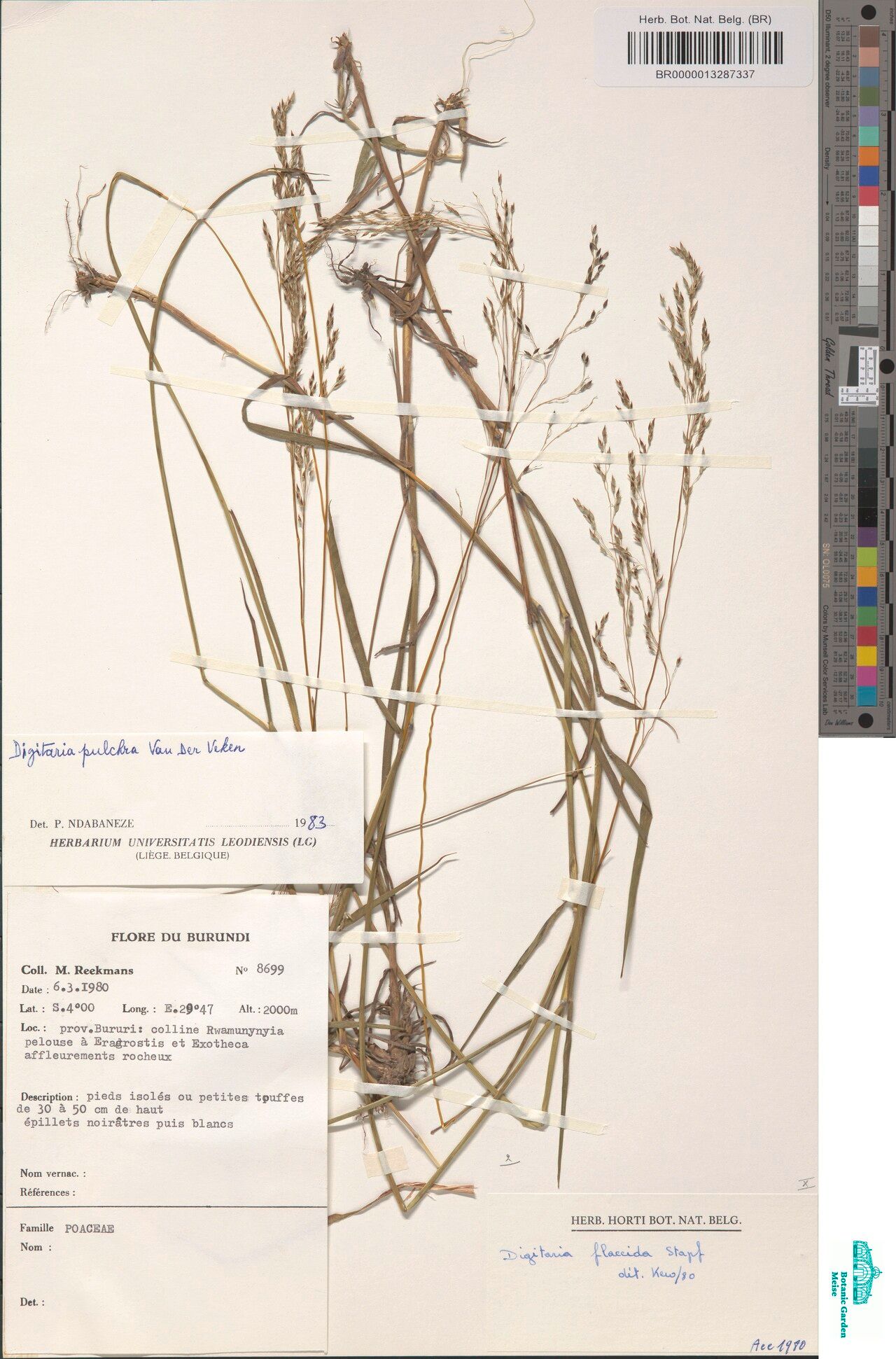 Digitaria pulchra — houseplant care guide