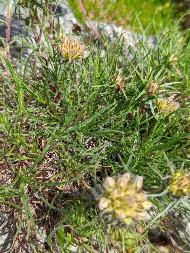 Edraianthus tenuifolius leaf