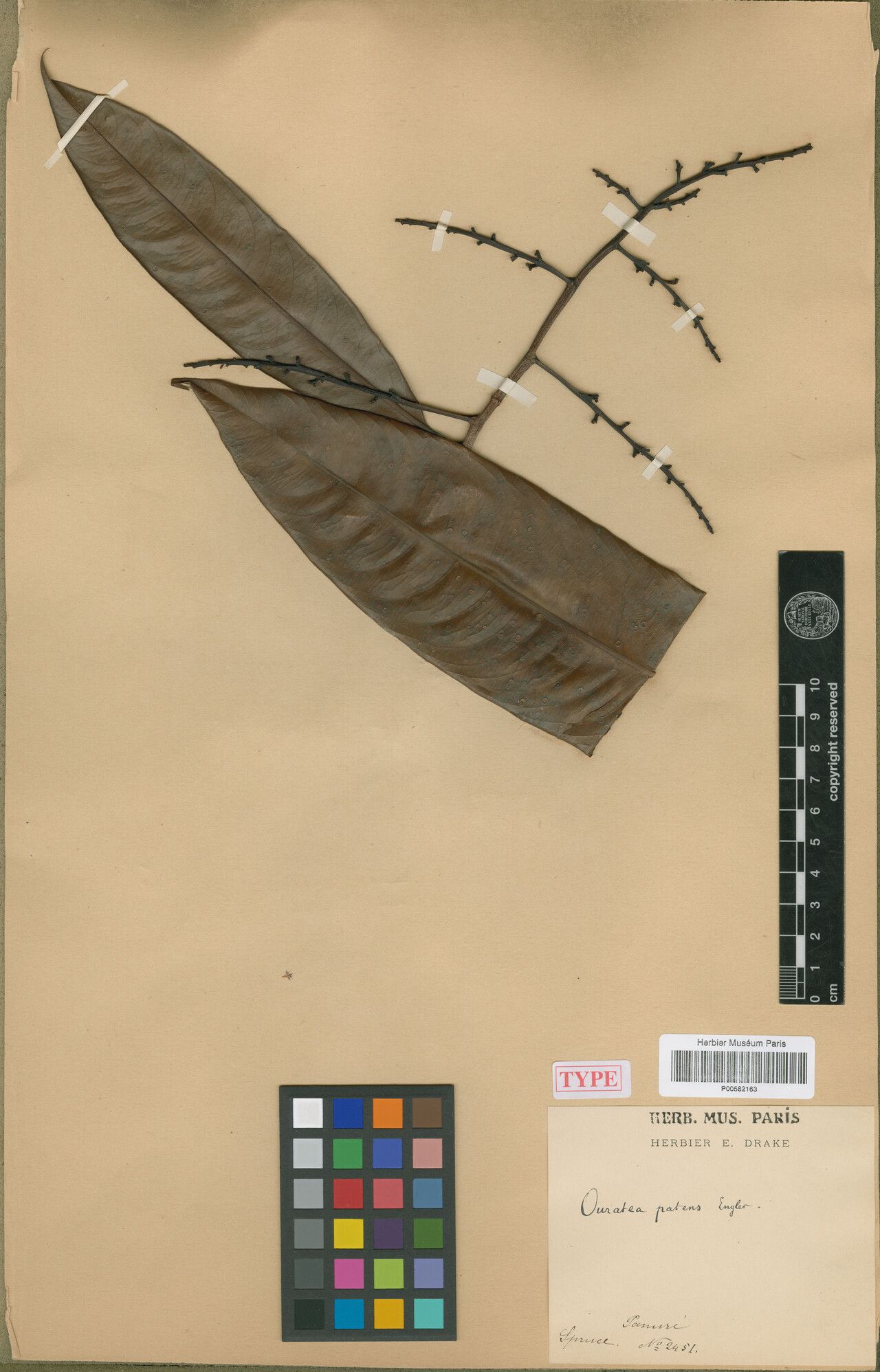 Ouratea patens — houseplant care guide