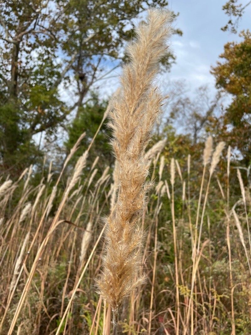 Erianthus alopecuroides other