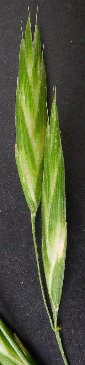 Ceratochloa sitchensis — related species from the same genus