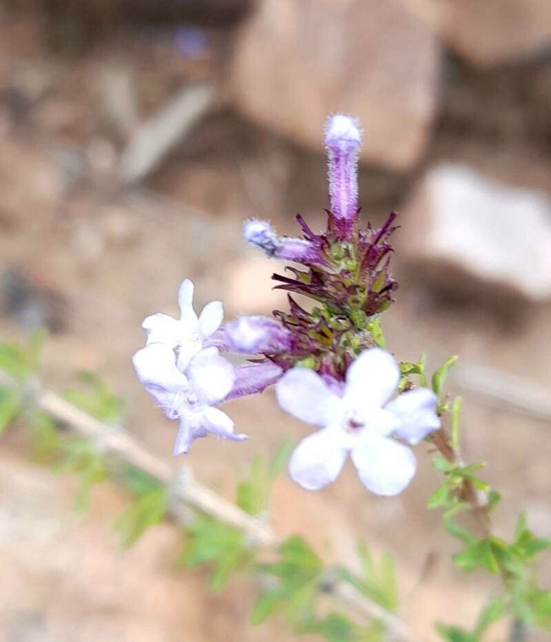 Mulguraea asparagoides flower