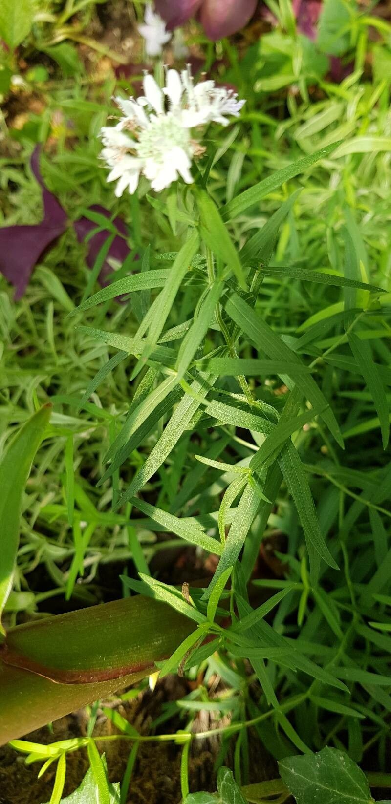 Pycnanthemum tenuifolium — search result for 'Prairies of North America'
