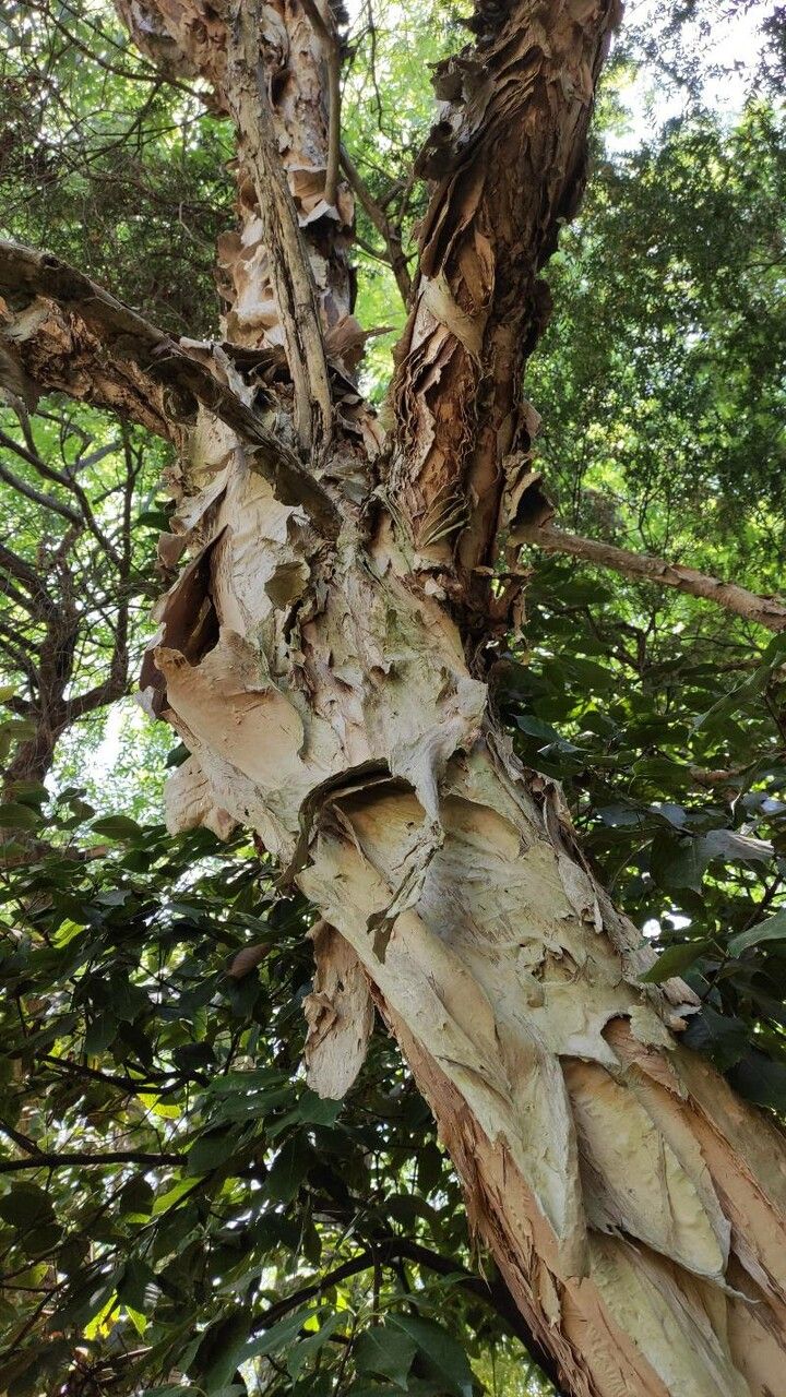 Melaleuca styphelioides bark