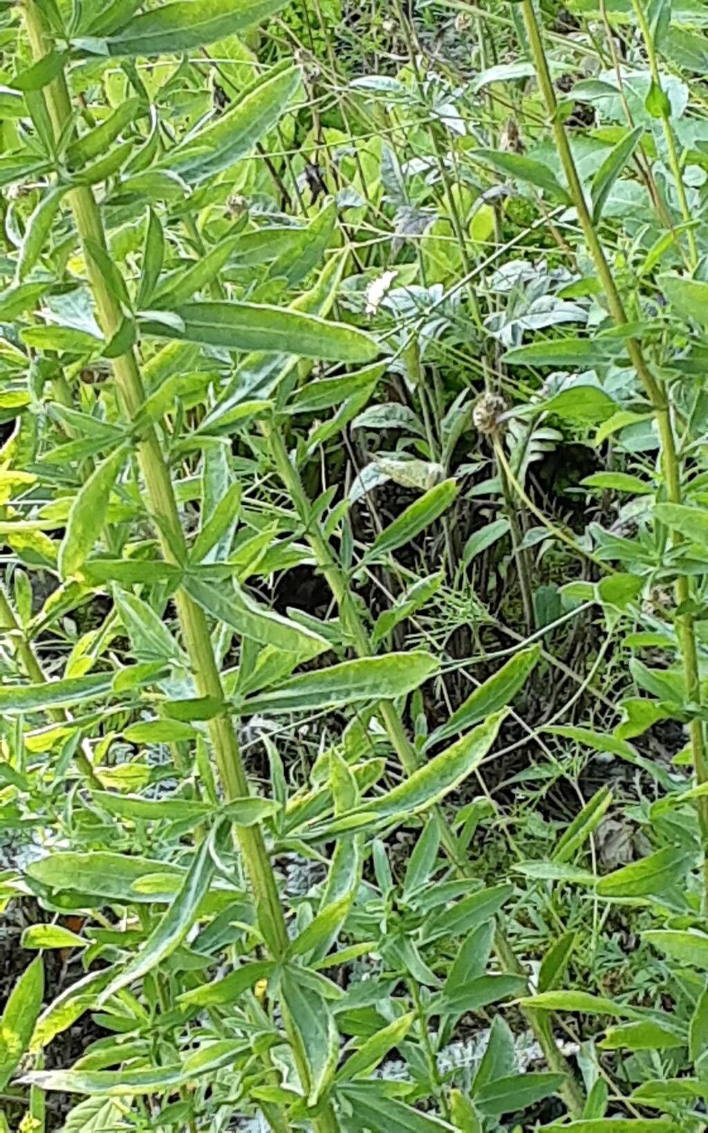 Heterotheca camporum — houseplant care guide