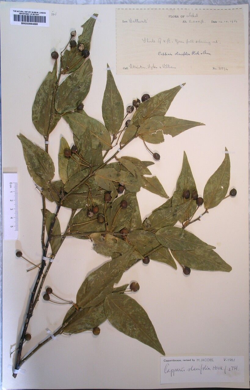 Capparis olacifolia — search result for 'Capparis'