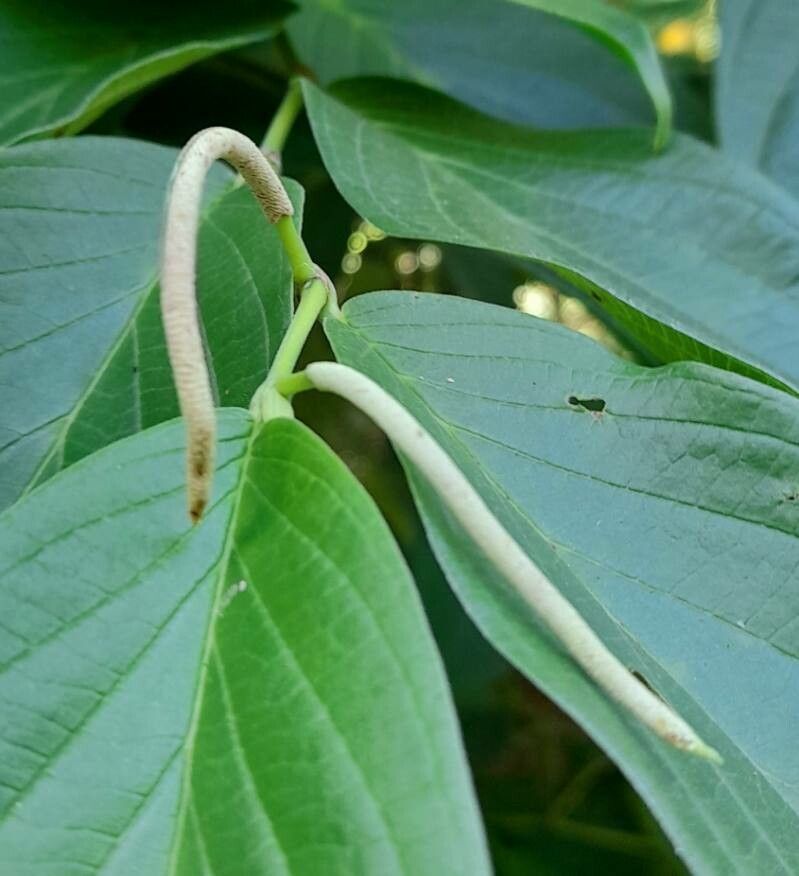 Piper aduncum flower