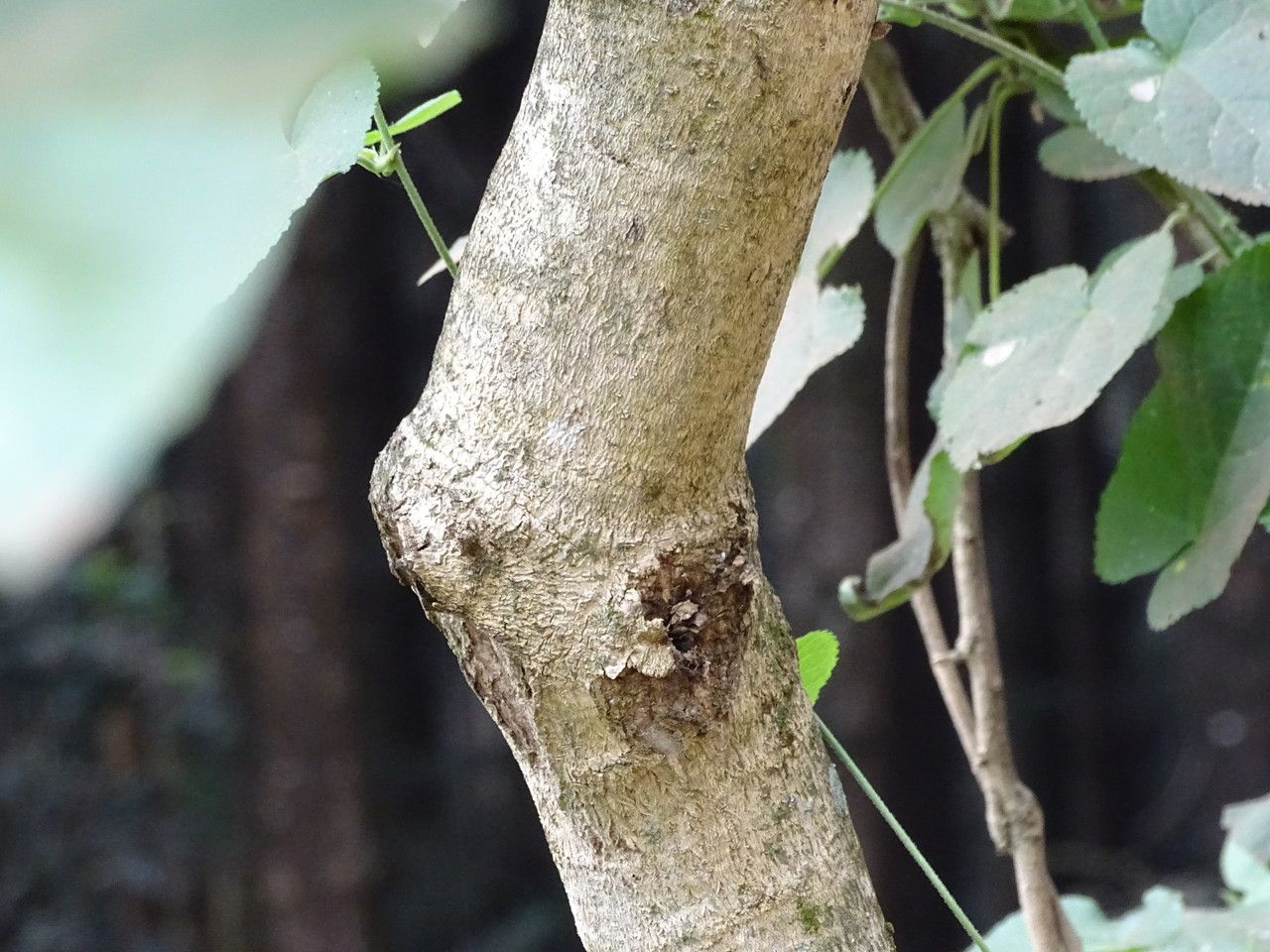 Croton macrostachyus bark