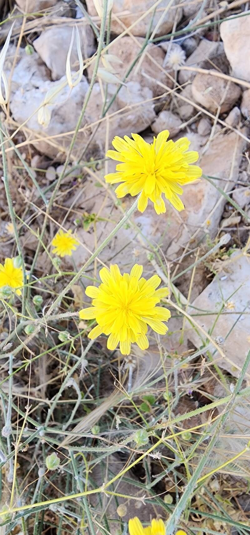 Picris strigosa flower